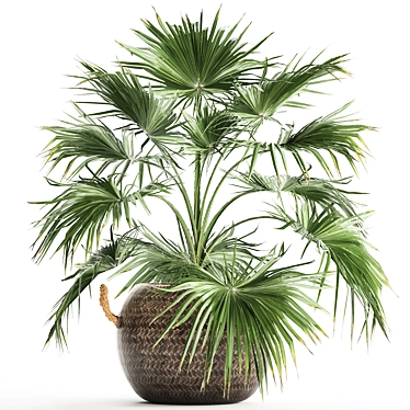 Exotic Palm Livistona: Houseplant Collection 3D model image 1 