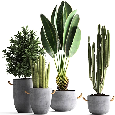 Exotic Plant Collection: Banana Palm, Ravenala, Dracaena, Cereus, Sansevieria 3D model image 1 