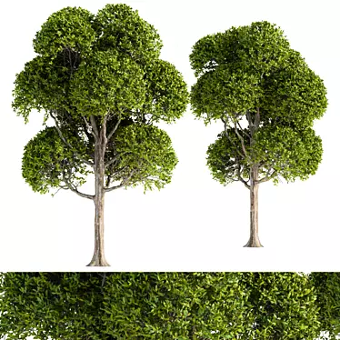 Round Leaf Broadleaf Tree 3D model image 1 