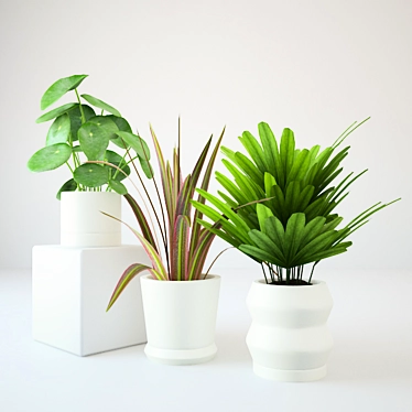 170 Plants Collection: Marginata, Peperonia, Palm with Black and Color Pot 3D model image 1 