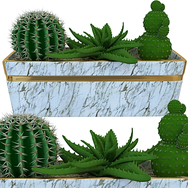 Small pot of cacti