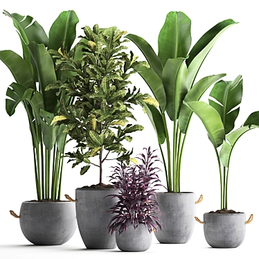 Exotic Houseplant Collection: Croton, Banana Palm, Ravenala, Cordyline 3D model image 1 