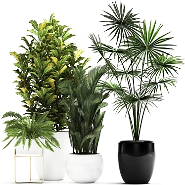 Exotic Plant Collection: Croton, Fan Palm, Coccothrinax & More! 3D model image 1 