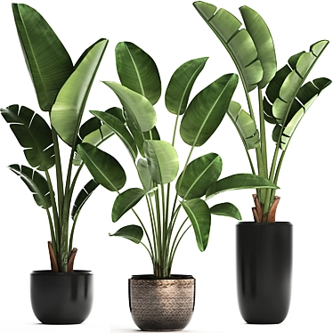 Exotic Houseplant Collection: Banana Palm & Ravenala 3D model image 1 