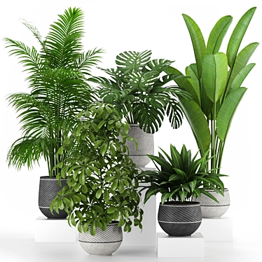 Tropical Indoor Plants Collection 3D model image 1 