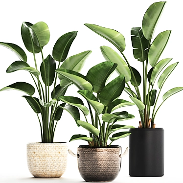 Exotic Houseplants Collection 3D model image 1 