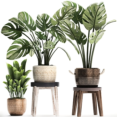 Exotic Houseplant Collection 3D model image 1 