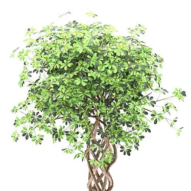 Golden Capella - Elegant Schefflera Tree 3D model image 1 