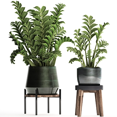 Exotic Houseplant Collection: Zamioculcas & Caladium in Pots 3D model image 1 