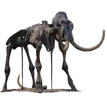 Mammoth Fossil: High-Res Skeleton 3D model image 1 