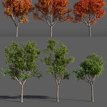 Variations of Trees (Summer-Autumn) 3D model image 1 