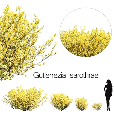 Gutierrezia Sarothrae 1: Hardy Siberian Shrub 3D model image 1 