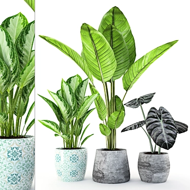 Tropical Paradise: Chinese Evergreen & Alocasia 3D model image 1 