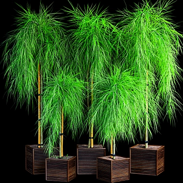 Dwarf Acacia Waterfall: Stunning Plant Set 3D model image 1 