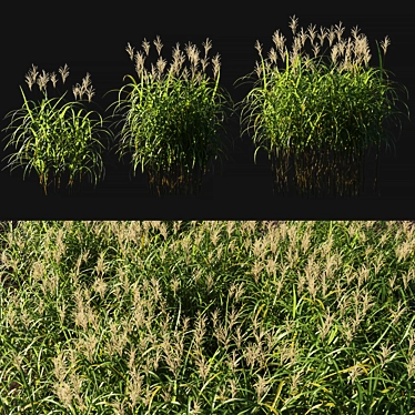 Giant Miscanthus Flower: Stunning and Realistic 3D model image 1 