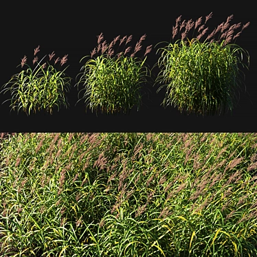 Giant Miscanthus with Red Bloom 3D model image 1 
