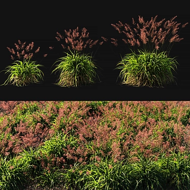 Lush Calamagrostis Arundinacea Grass 3D model image 1 