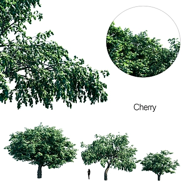 Cherry Blossom Collection 3D model image 1 