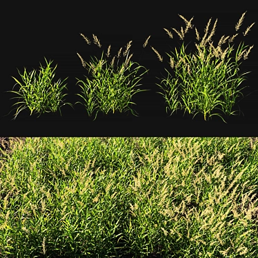 Calamagrostis Arundinacea Grass: Lifelike 3D Model 3D model image 1 