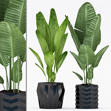 176 Plants: Aspidistra, Succulent, Palm with Black & Color Pot 3D model image 1 