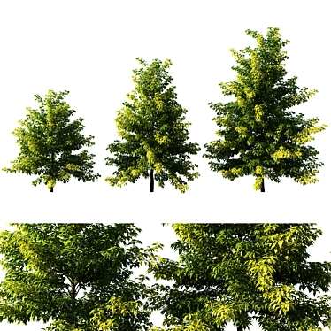  Majestic Nyssa Tree: Stunning 3D Model 3D model image 1 
