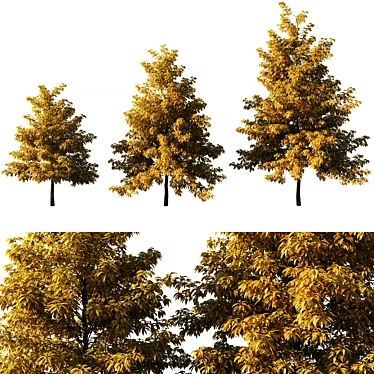 Autumn Maple Tree 3D Model 3D model image 1 
