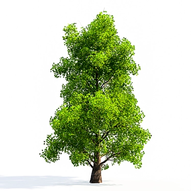 Glistening Silver Maple Tree 3D model image 1 