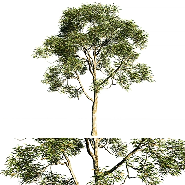 Elegant Eucalyptus Saligna Tree 3D model image 1 