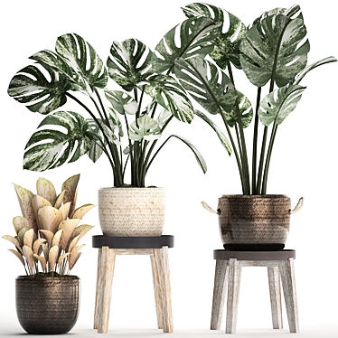 Exotic Monstera Collection: Variegated Houseplants 3D model image 1 
