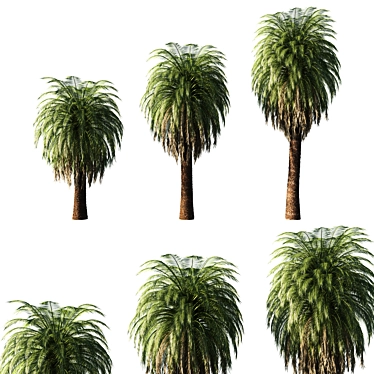 Macrozamia Moorei Palm Tree: Elegant, Realistic 3D Model 3D model image 1 