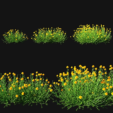 Santolina Rosmarinifolia Grass: 2014 Version 3D model image 1 