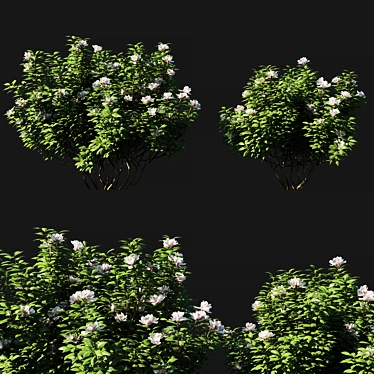 Botanical Beauty: Rhododendron Ponticum 3D model image 1 