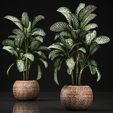 Exotic Plant Collection: Dieffenbachia Spotting 3D model image 1 
