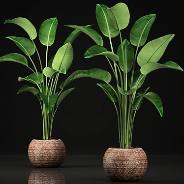 Exotic Houseplant Collection 3D model image 1 