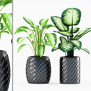 Tropical Trio: Chinese Evergreen & Dumb Cane 3D model image 1 