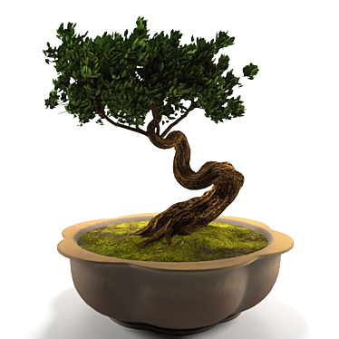 Bonsai for decoration