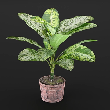 Dieffenbachia Sublime