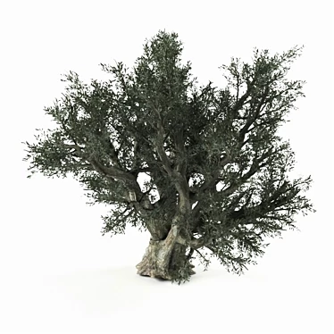 Lifelike Olive Tree 3D model image 1 