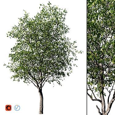 Realistic Cherry Tree Model 3D model image 1 