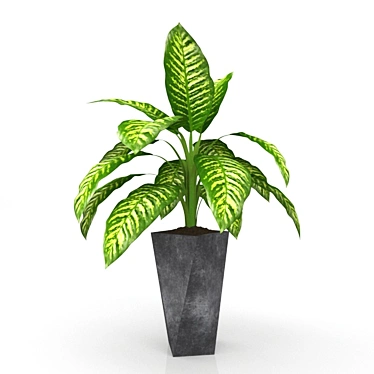 Exquisite Dieffenbachia: Polys 124,282 3D model image 1 