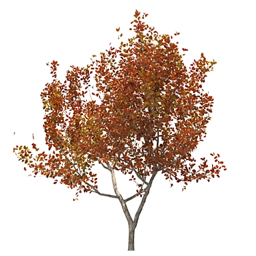 Autumn Treewalk: Serene Seasonal Beauty 3D model image 1 