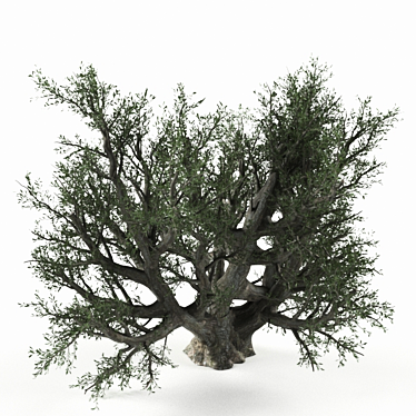 Lifelike Olive Tree Decor 3D model image 1 