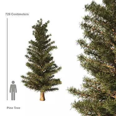  Majestic Pine Tree - 23ft Height 3D model image 1 