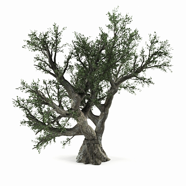  Photo Realistic Olive Tree 3D model image 1 