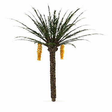 Tropical Oasis - Photo-Realistic Palm Tree 3D model image 1 