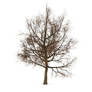 Autumnal Elegance: Vibrant Fall Tree 3D model image 1 