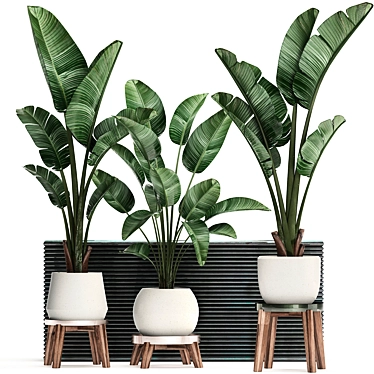 Exotic Houseplant Collection 3D model image 1 