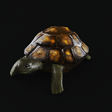 Title: Turtle 3D Model with UVW Mapping+Textures 3D model image 1 