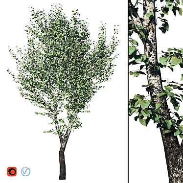 Realistic Populus Alba Tree Model 3D model image 1 