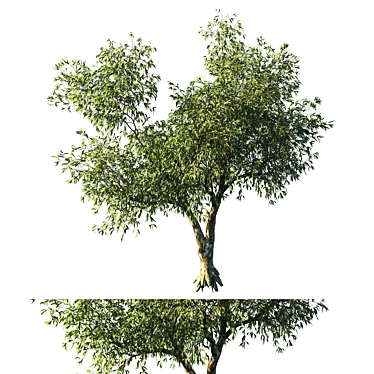 EcoMax 2014 Eucalyptus Tree 3D model image 1 